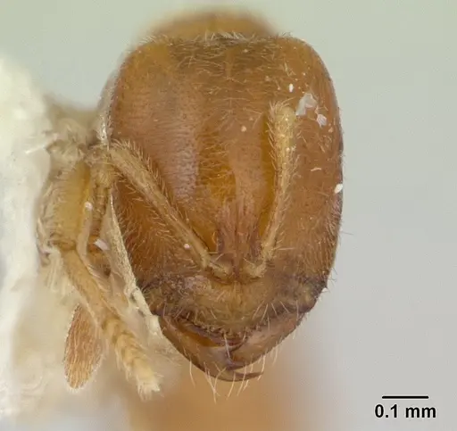 Prionopelta nominata specimen