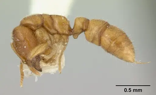 Prionopelta nominata specimen