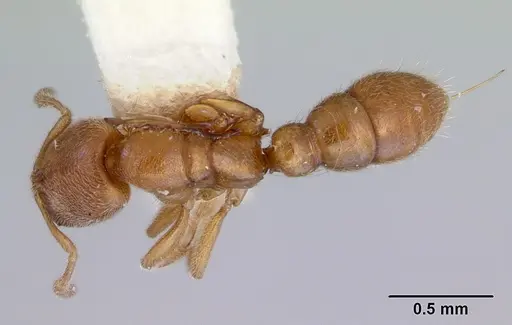 Prionopelta nominata - CASENT0172308