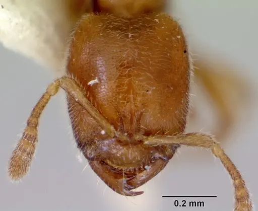 Prionopelta nominata - CASENT0172308