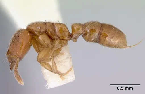 Prionopelta nominata - CASENT0172308