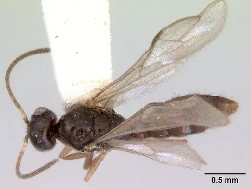 Prionopelta nominata - CASENT0172309