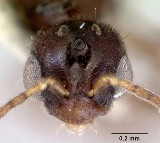 Prionopelta nominata - CASENT0172309