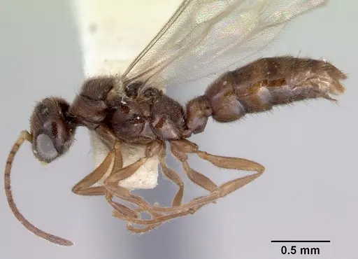 Prionopelta nominata - CASENT0172309