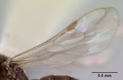 Prionopelta nominata - CASENT0172309