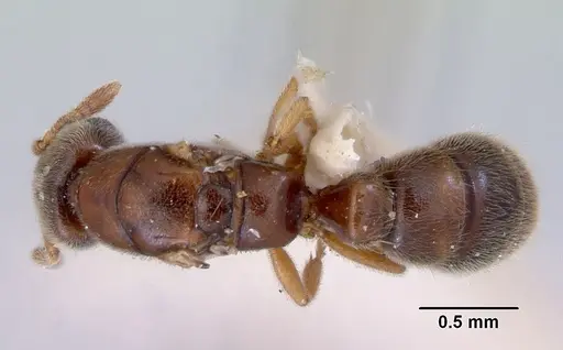 Prionopelta nominata - CASENT0172310