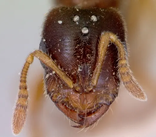 Prionopelta nominata - CASENT0172310