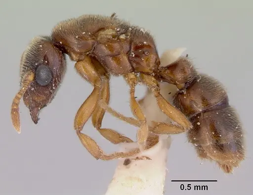 Prionopelta nominata - CASENT0172310