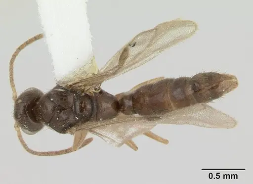 Prionopelta nominata - CASENT0178837