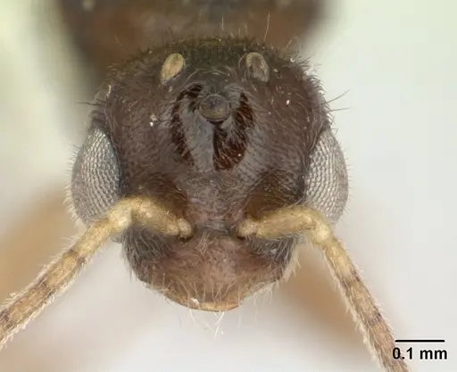 Prionopelta nominata - CASENT0178837