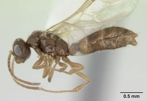 Prionopelta nominata - CASENT0178837