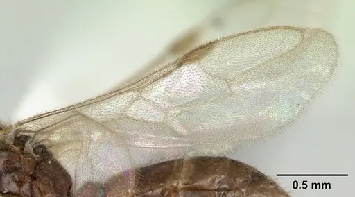 Prionopelta nominata - CASENT0178837