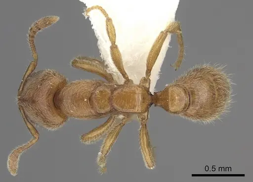 Prionopelta nominata - CASENT0260465