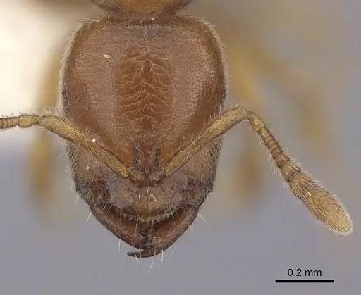 Prionopelta nominata - CASENT0260465