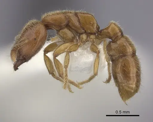 Prionopelta nominata - CASENT0260465