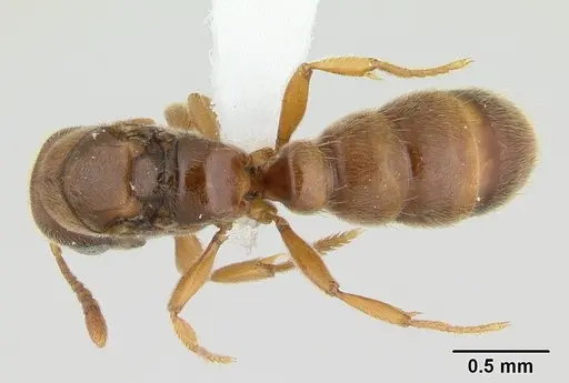 Prionopelta nominata - CASENT0434885