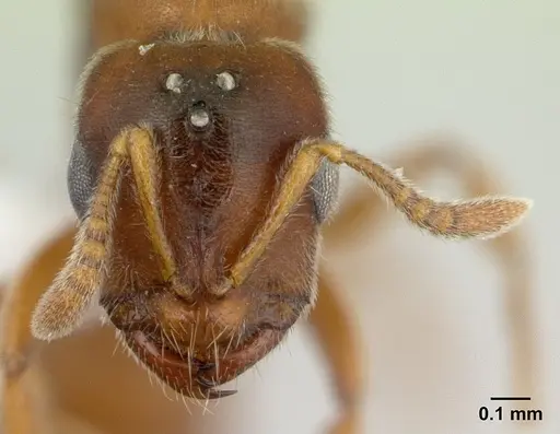 Prionopelta nominata - CASENT0434885