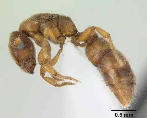 Prionopelta nominata - CASENT0434885