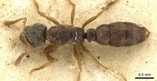 Prionopelta nominata - CASENT0902627