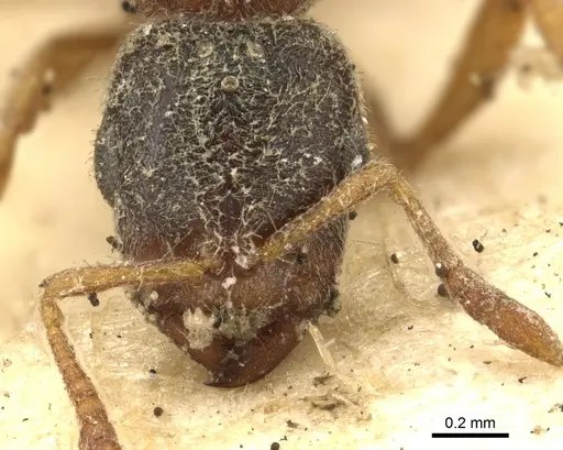 Prionopelta nominata - CASENT0902627