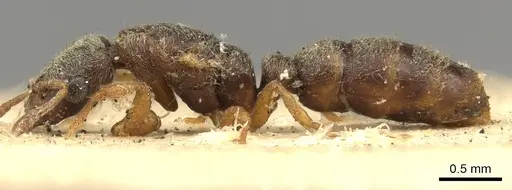 Prionopelta nominata - CASENT0902627