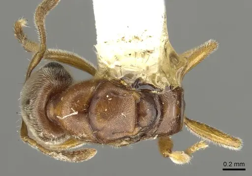 Prionopelta nominata - CASENT0902628