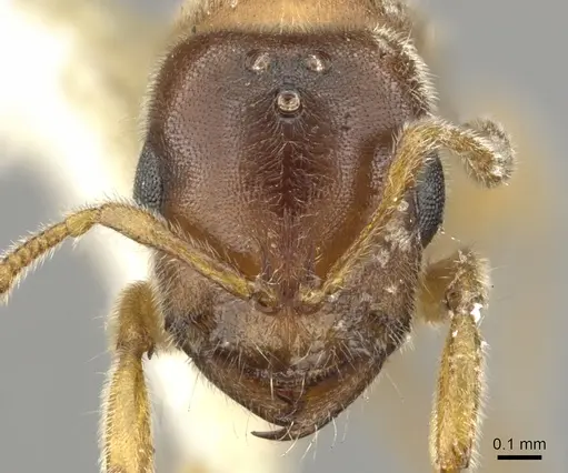 Prionopelta nominata - CASENT0902628