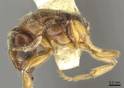 Prionopelta nominata - CASENT0902628