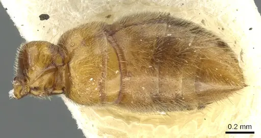 Prionopelta nominata - CASENT0902628