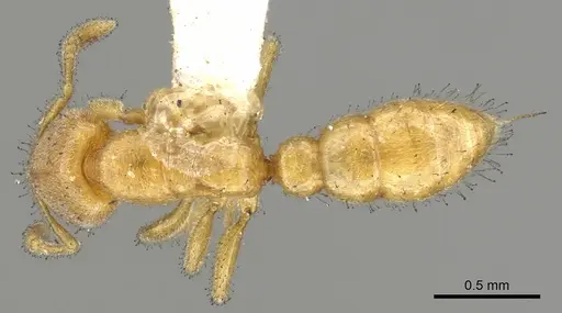 Prionopelta nominata - CASENT0902629