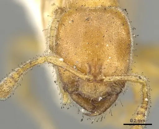 Prionopelta nominata - CASENT0902629