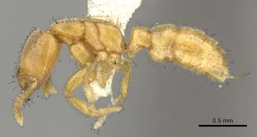 Prionopelta nominata - CASENT0902629