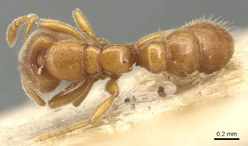 Prionopelta nominata - CASENT0903804