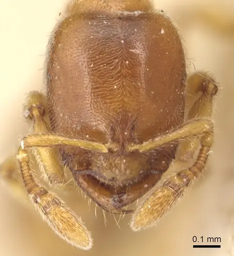 Prionopelta nominata - CASENT0903804