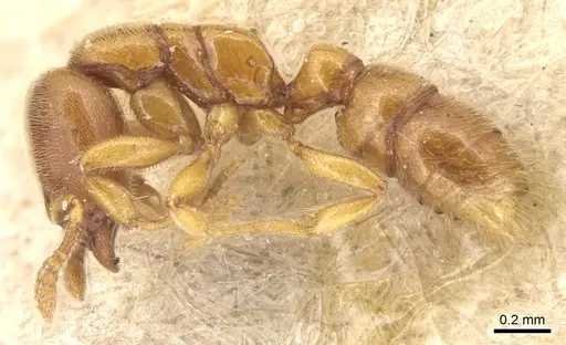 Prionopelta nominata - CASENT0903804