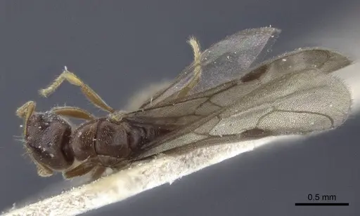 Prionopelta nominata - CASENT0916704