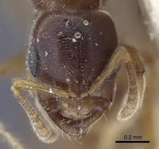 Prionopelta nominata - CASENT0916704