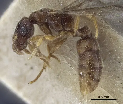 Prionopelta nominata - CASENT0916704