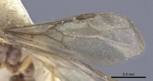 Prionopelta nominata - CASENT0916704