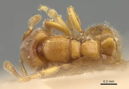 Prionopelta nominata - CASENT0922427