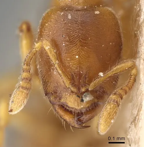 Prionopelta nominata - CASENT0922427