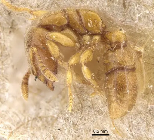 Prionopelta nominata - CASENT0922427