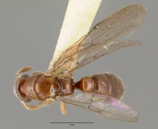 Prionopelta nominata - CASTYPE06925-01