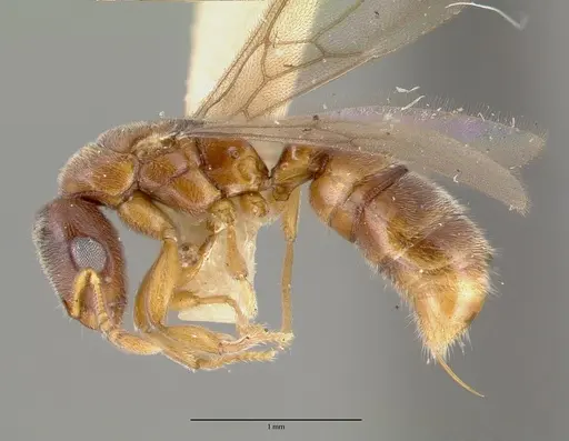 Prionopelta nominata - CASTYPE06925-01