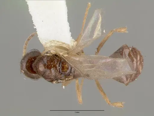 Prionopelta nominata - CASTYPE06925-02