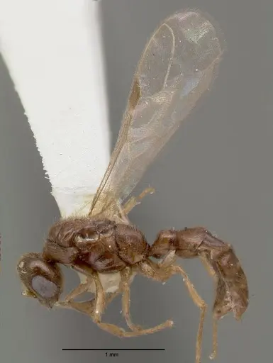 Prionopelta nominata - CASTYPE06925-02