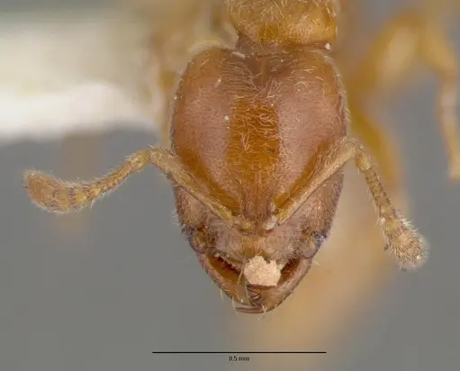 Prionopelta nominata - CASTYPE06925-03