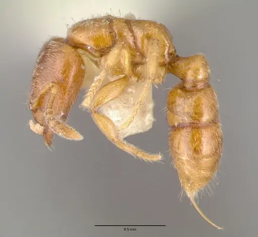 Prionopelta nominata - CASTYPE06925-03