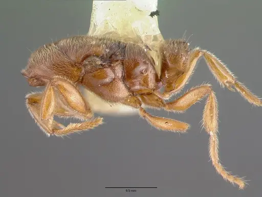 Prionopelta nominata - CASTYPE06987
