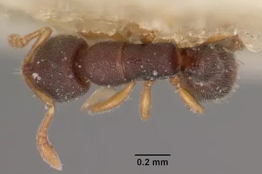 Prionopelta opaca specimen